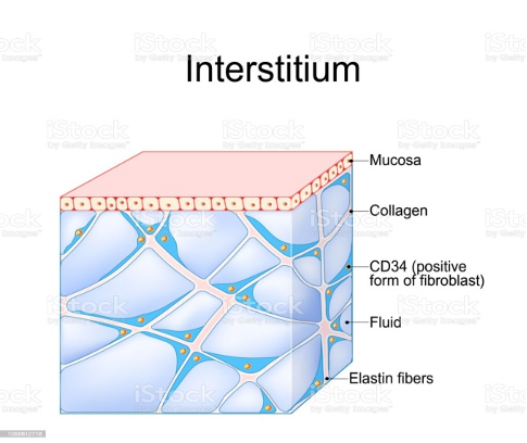 Akkermansia muciniphila, bağırsak-böbrek ekseni yoluyla kronik böbrek hastalığı interstisyel fibrozisini iyileştirir