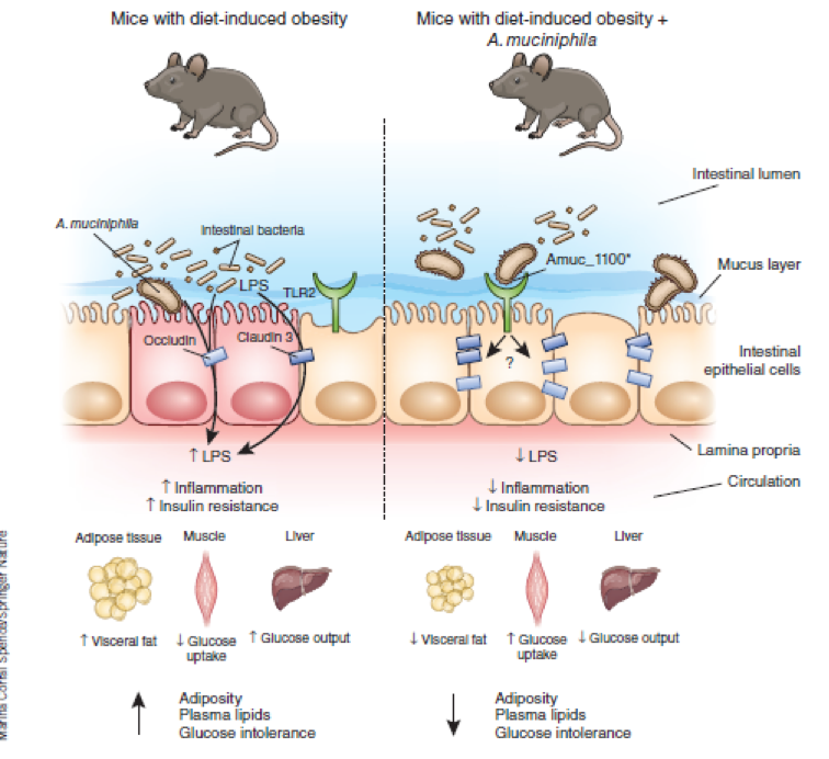 Metabolik sendromu hafifleten mikrobiyal bir protein